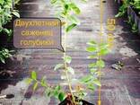 Саженец голубики "Река" - фото 3