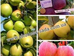 Саженцы яблони от производителя опт и розница более 100 сортов