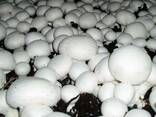 Сборщица и сортировщица грибов 17 зл/час нетто - фото 1