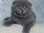Scottish Fold