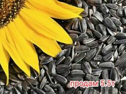 Семечка подсолнуха