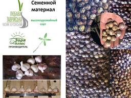 Семена чеснока| Посевной материал чеснок| Озимый чеснок 2020