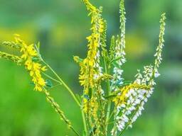 Семена донника желтого