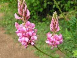 Семена эспарцета от 5 кг