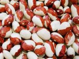 Семена фасоли Красная Шапочка растение кустового типа