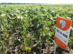 Подсолнечник НСХ-496,498-7 рас, устойчив под гранстар 50 гр.