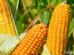 Кукурудза ЯНІС (ФАО 270) / Семена кукурузы по низкой цене