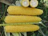 Семена гибридов кукурузы венгерской селекции - фото 1