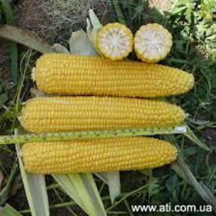 Семена гибридов кукурузы венгерской селекции