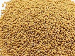 Семена горчицы на сидерат (органическое удобрение для почвы) 1кг