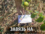 Орех Кочерженко калибр 40-50 мм семена 10 шт грецкий для. ..