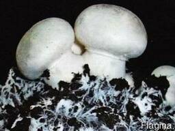 Семена грибов шампиньоны мицелий купить