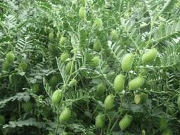 Семена нута Иордан