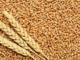 Семена Канадской пшеницы Элитный сорт