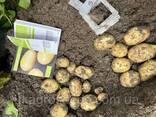 Семена картофеля сорт Сенсейшн (елита 25 кг) - фото 3