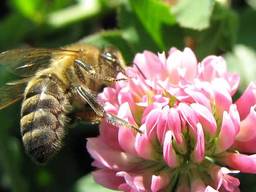 Семена клевера от тонны