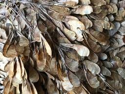 Семена клёна ясенелистного, клён американский семена