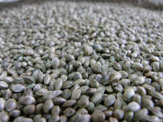 Купить семена конопляные в днепропетровске конопля вред или польза и вред