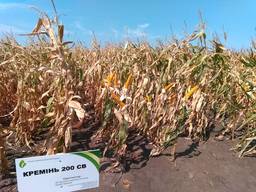 Семена кукурудзы Кремень 200 СВ Фао 210