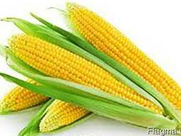 Семена кукурузы Даниил