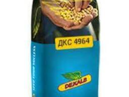 Семена кукурузы ДКС 4964 (Мonsanto)