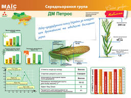 Семена кукурузы Дм Петрос 260