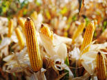 Отходы кукурузы - фото 2