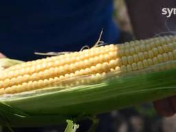 Семена кукурузы ДН Рава