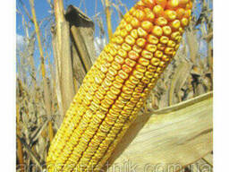 Семена кукурузы DN RUTA exclusive ФАО 280 рута