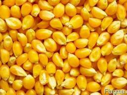 Семена кукурузы F1