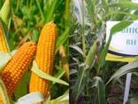 Семена кукурузы гибрид ВН 63 (ФАО 280) (2024 год), ТМ "ВНИС", Украина - фото 3