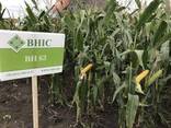 Семена кукурузы гибрид ВН 63 (ФАО 280) (2024 год), ТМ "ВНИС", Украина - фото 2