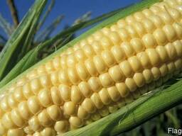 Семена кукурузы Глостер (ФАО 190) (Seed grain company)