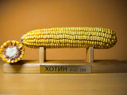 Семена кукурузы Хотин ФАО 280