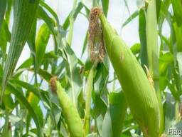 Семена кукурузы Лоренс (ФАО 260) (Seed grain company)