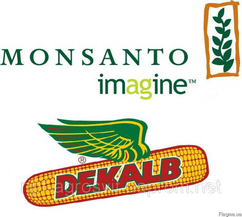 Семена кукурузы Монсанто (Monsanto)
