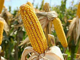 Семена кукурузы П8529 ФАО 280