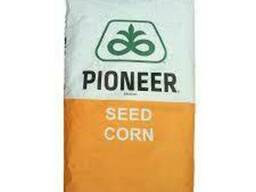 Семена кукурузы P8567 Пионер (Pioneer)