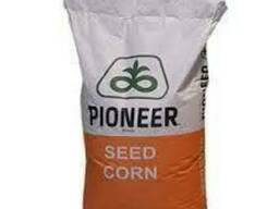 Семена кукурузы P9903 Пионер (Pioneer)