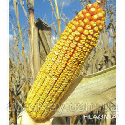 Семена кукурузы Pioneer PR38N86 пионер
