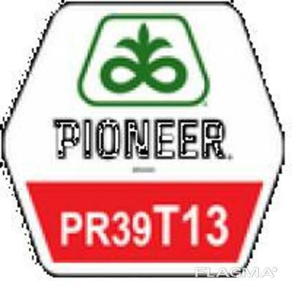 Семена кукурузы Пионер ПР39Т13