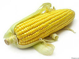 Семена кукурузы ПР39К13