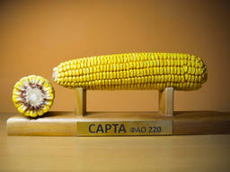 Семена кукурузы Сарта ФАО 220