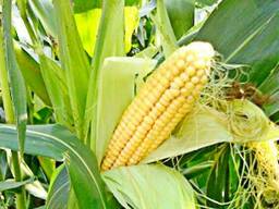 Семена кукурузы Серенада ФАО 280 (Селекта Сидс)