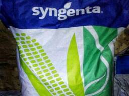 Семена кукурузы, Syngenta, НК Канзас, ФАО 290