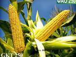 Семена кукурузы Венгерской селекции ГКТ 250 (ФАО 250) - фото 1