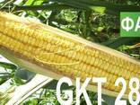 Семена кукурузы Венгерской селекции ГКТ 288 (ФАО 290) - фото 1