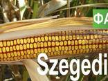 Семена кукурузы Венгерской селекции Сегеди 386 (ФАО 390) - фото 1