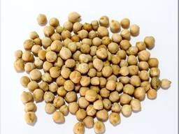 Семена нута опт