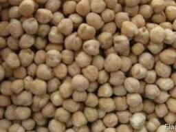 Семена нута сорт "Память"; "Триумф" - элита